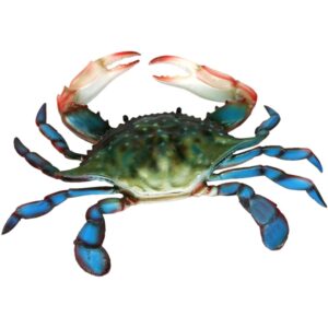 Fresh Blue Crab at India Supermarkt Switzerland - Premium Quality Seafood for Exquisite Culinary Delights